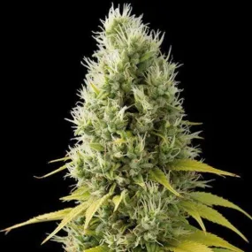 Dinafem Seeds - Shark Shock CBD