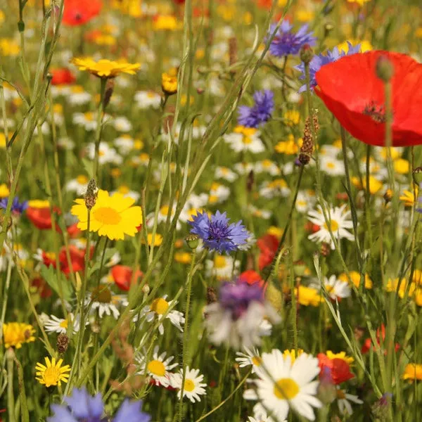 Late Flowering Wildflower Seed Mix