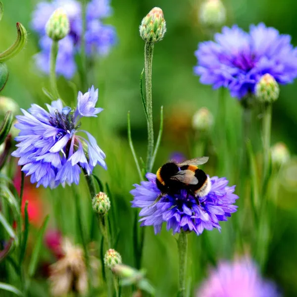 Late Flowering Wildflower Seed Mix